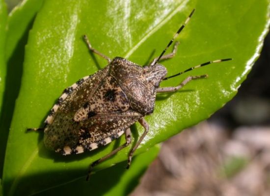 Insetti alieni: ospiti indesiderati in casa, giardino e campagna