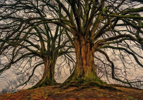 Gli alberi ‘parlano’ agli uomini, ecco i traduttori