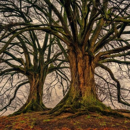 Gli alberi ‘parlano’ agli uomini, ecco i traduttori