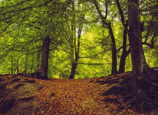 Alberi che vivono  e convivono