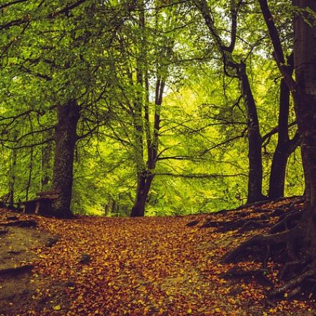 Alberi che vivono  e convivono