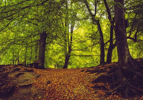 Alberi che vivono  e convivono