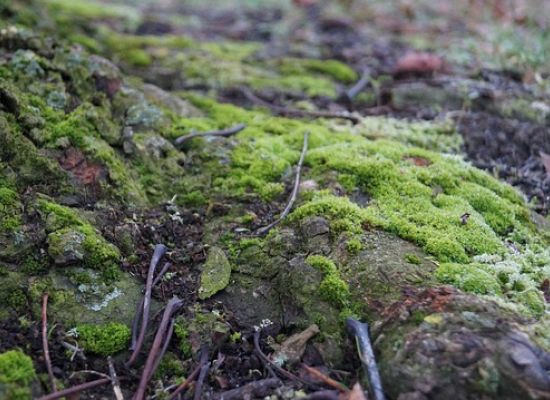 AlberiEsperti: parlare di alberi per parlare di uomini